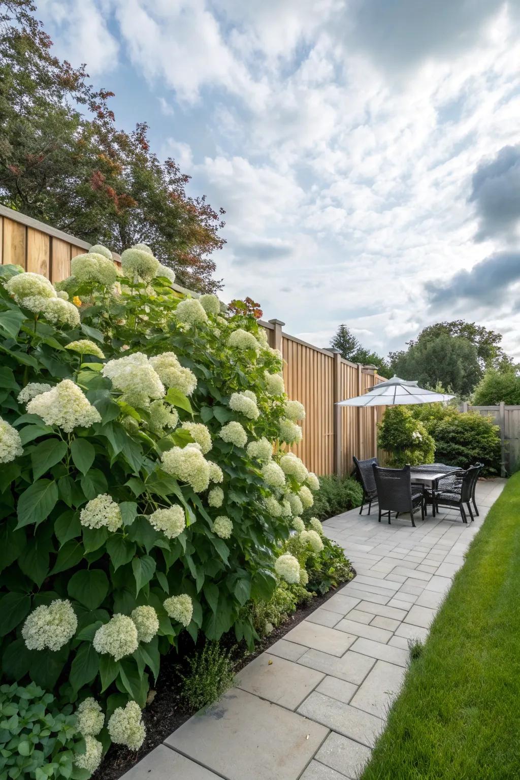 Create a private haven with hydrangea hedges.