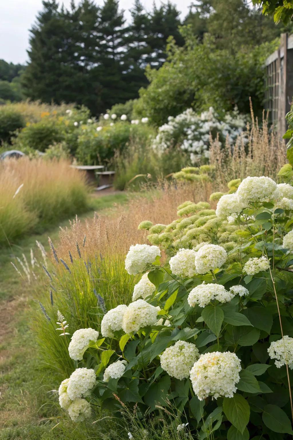 Achieve a relaxed vibe with informal hydrangea plantings.