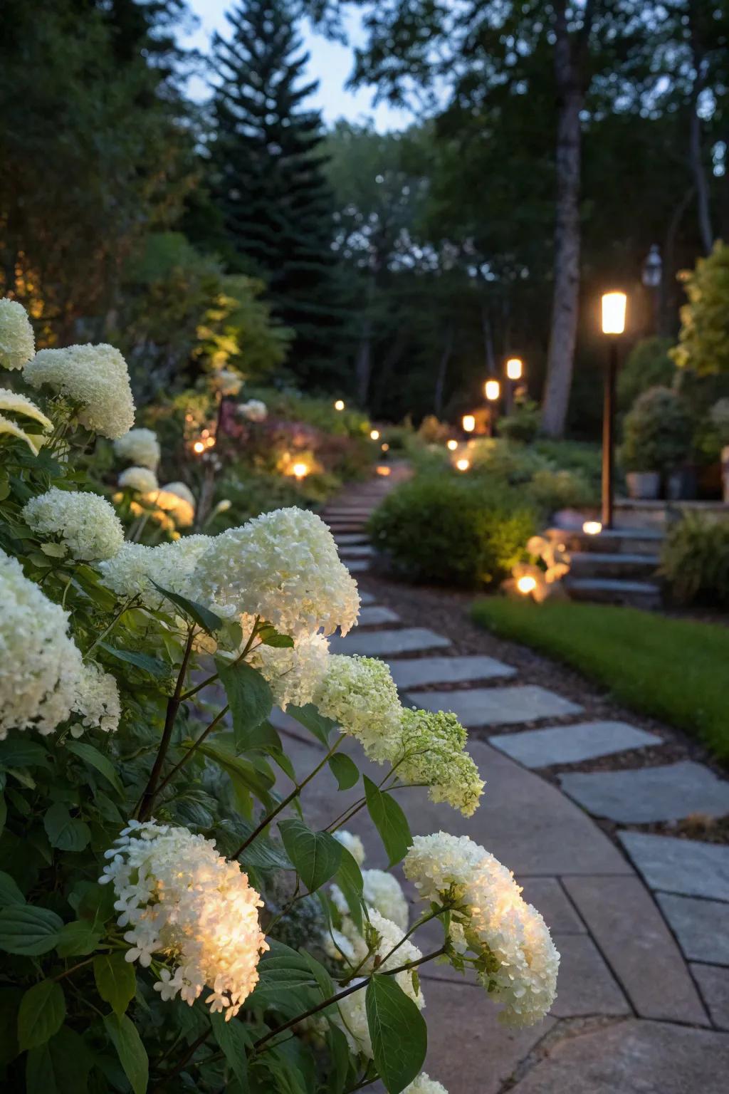 Enhance nighttime ambiance with beautifully lit hydrangeas.