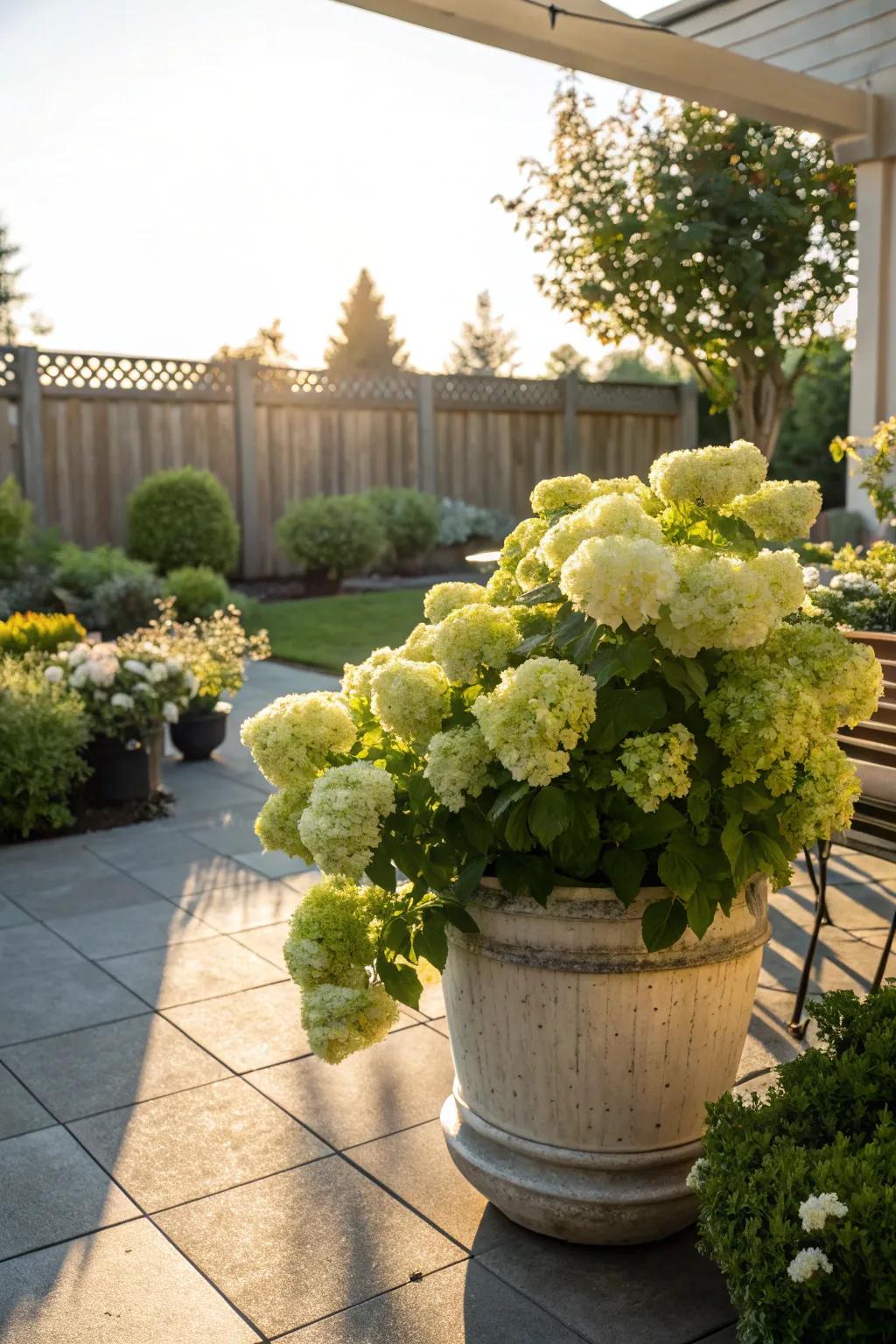 Versatile and vibrant: hydrangeas in container gardens.