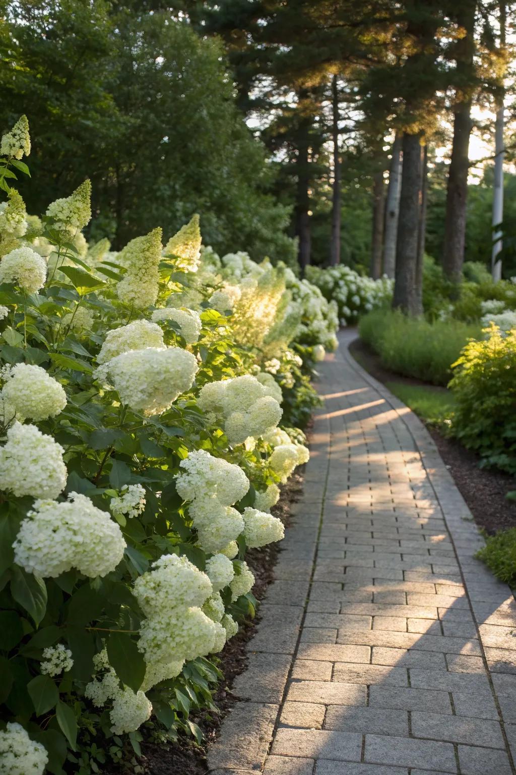 Define your garden spaces with blooming hydrangea borders.