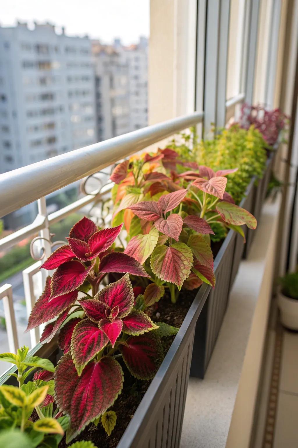 Coleus offers vibrant patterns and colors in its foliage.