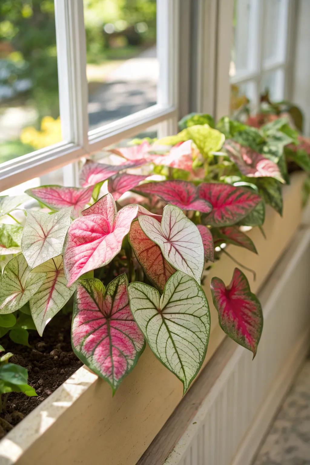 Caladium leaves offer striking patterns and colors.