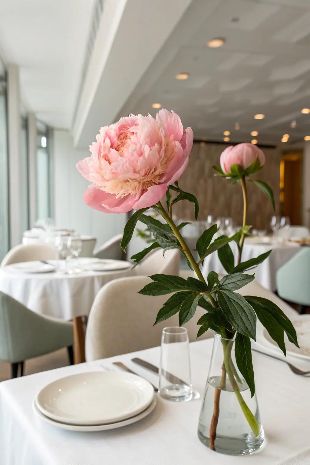 Captivating single large bloom