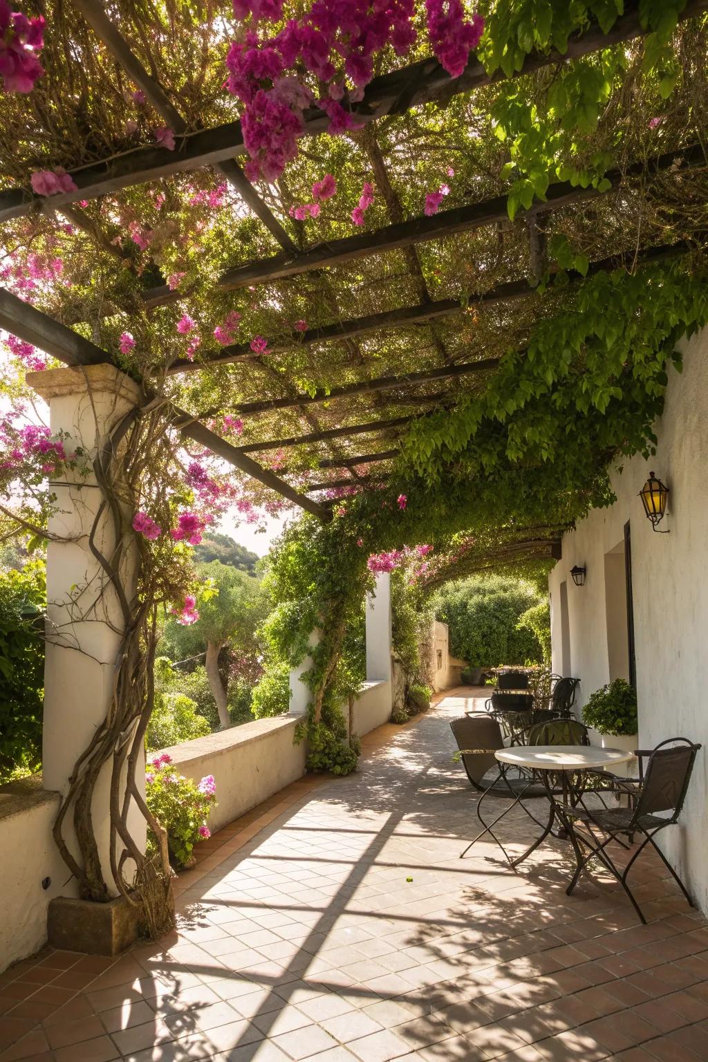 A patio featuring climbing plants for privacy.