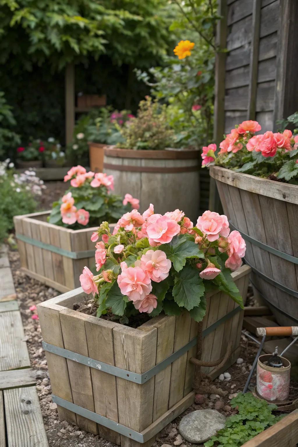 Wooden containers offer rustic charm with pastel begonias.
