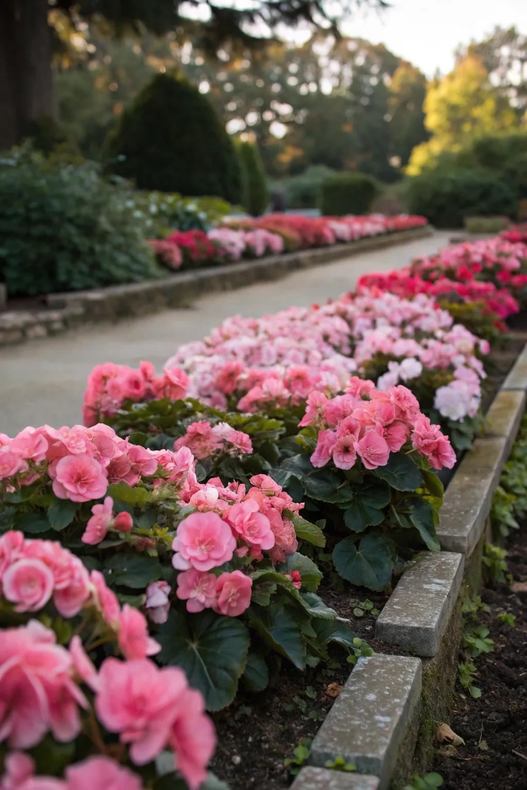 Monochrome begonia displays offer a sophisticated and unified look.
