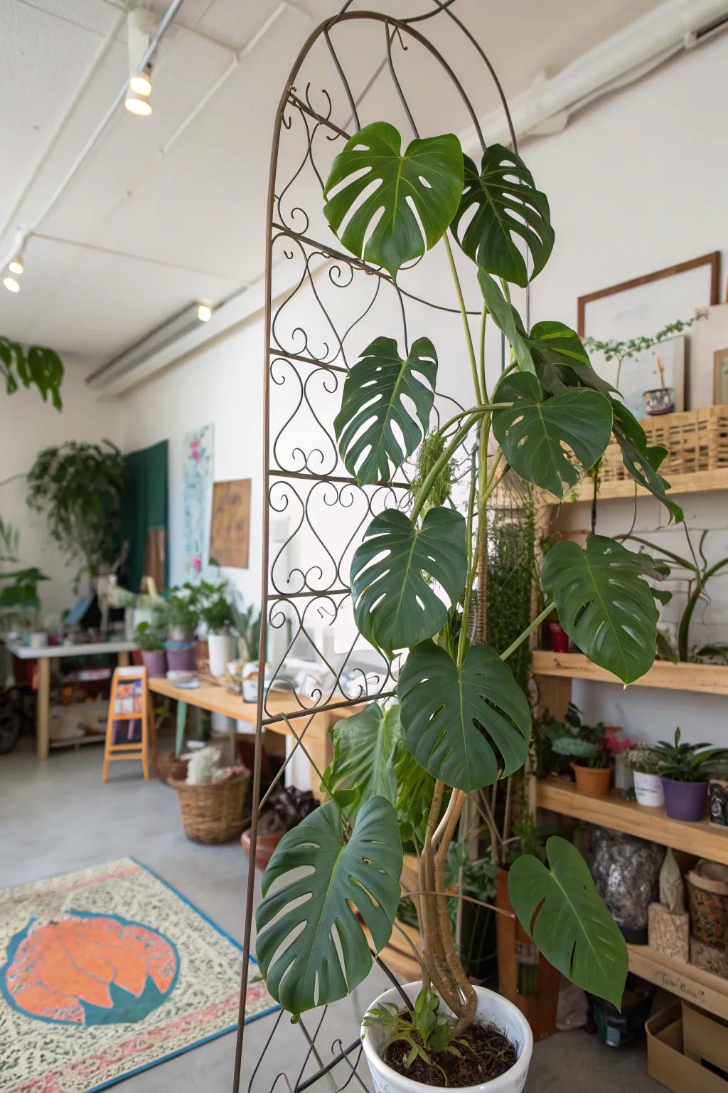 Wire trellises offer a canvas for artistic expression.