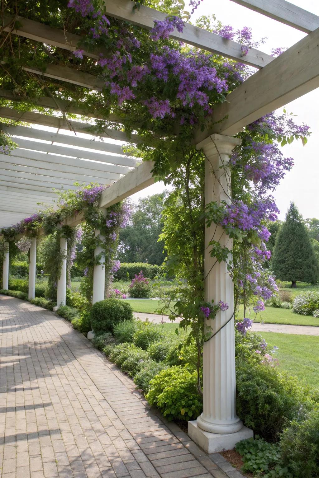A pergola elegantly draped with clematis vines, creating a shaded and beautiful garden retreat.