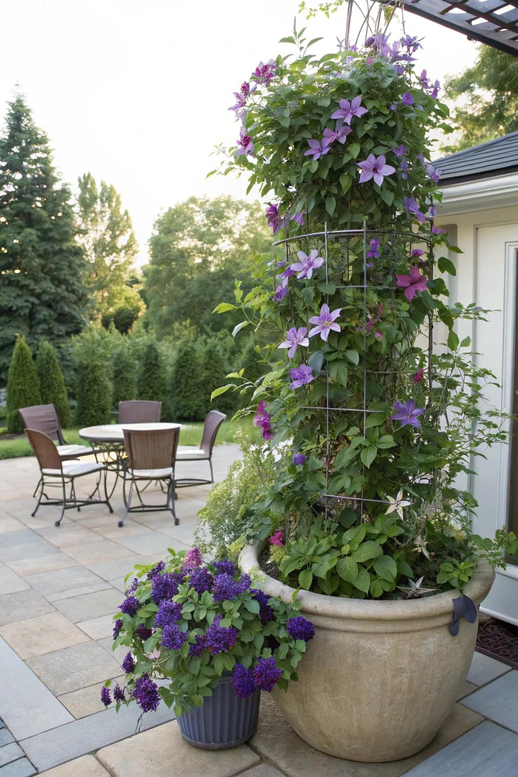 A large container with clematis growing on a topiary frame, perfect for adding height and color to patios.