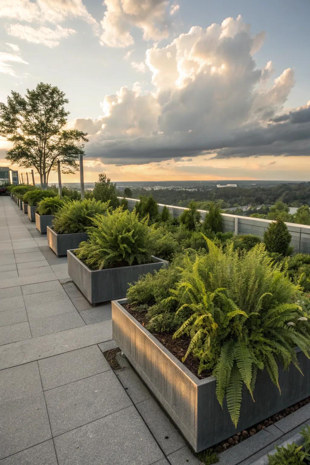 Elevated planter beds with ferns make a striking addition to garden designs.