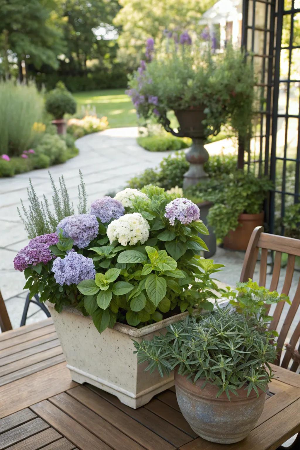 Hydrangeas and herbs create a beautiful and functional garden display.