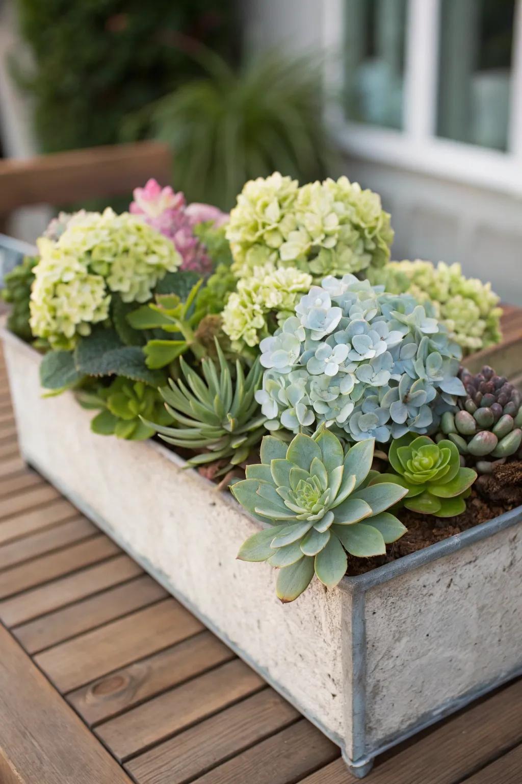 Succulents add texture and trendiness to hydrangea planters.
