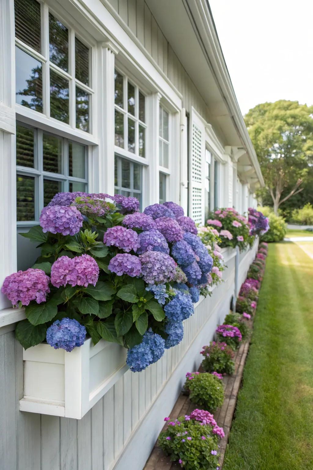 Window boxes filled with hydrangeas enhance your home's curb appeal.