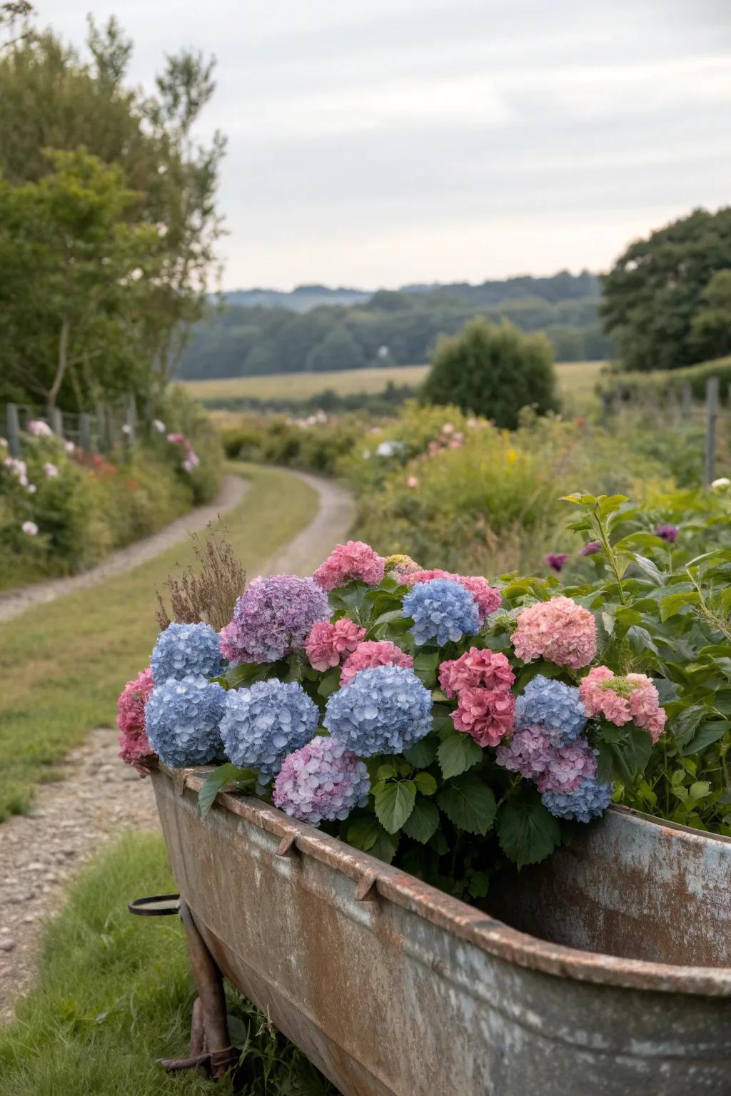 A vintage trough adds rustic charm to vibrant hydrangeas.