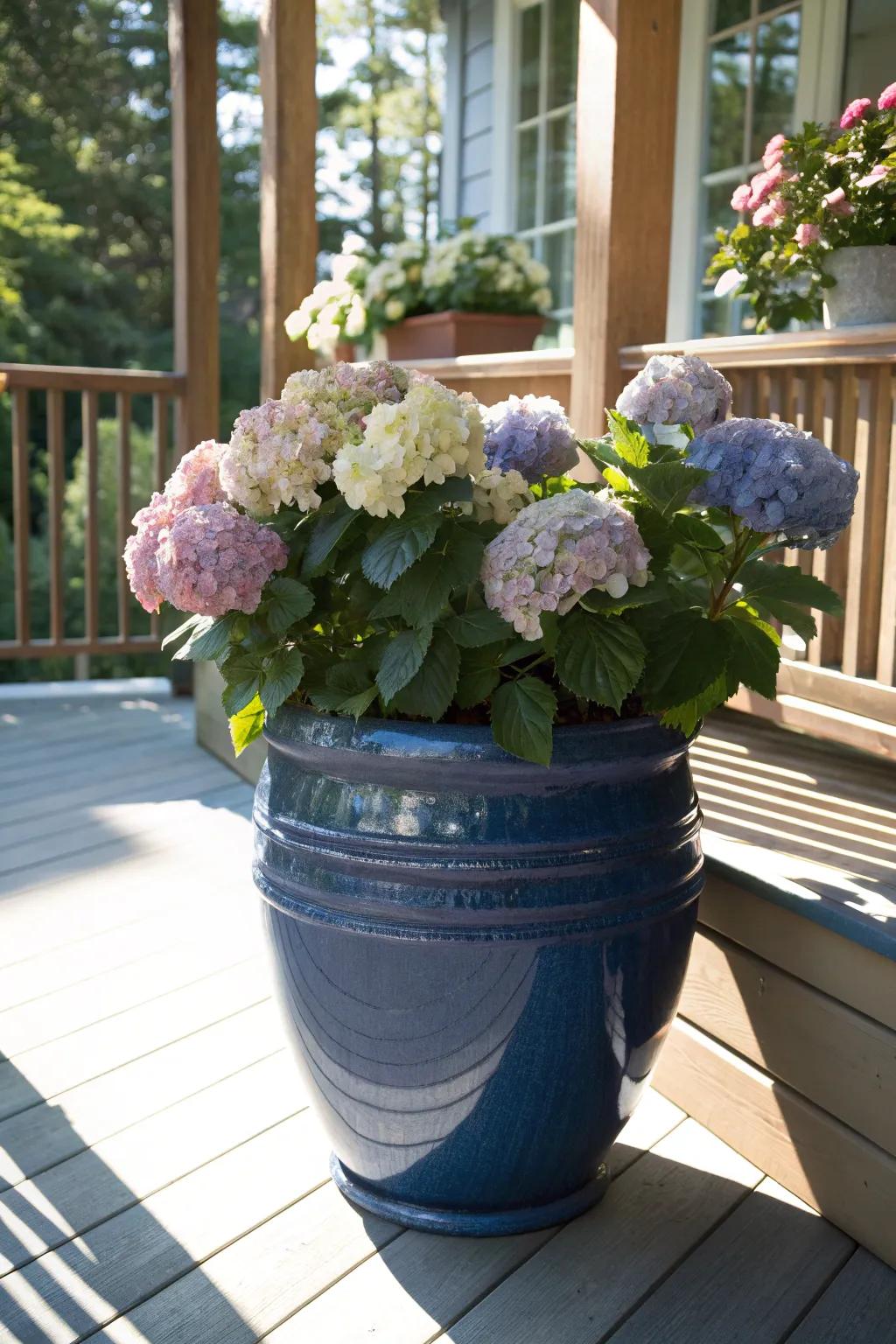 Deep blues in ceramic pots create a striking contrast with hydrangea blooms.