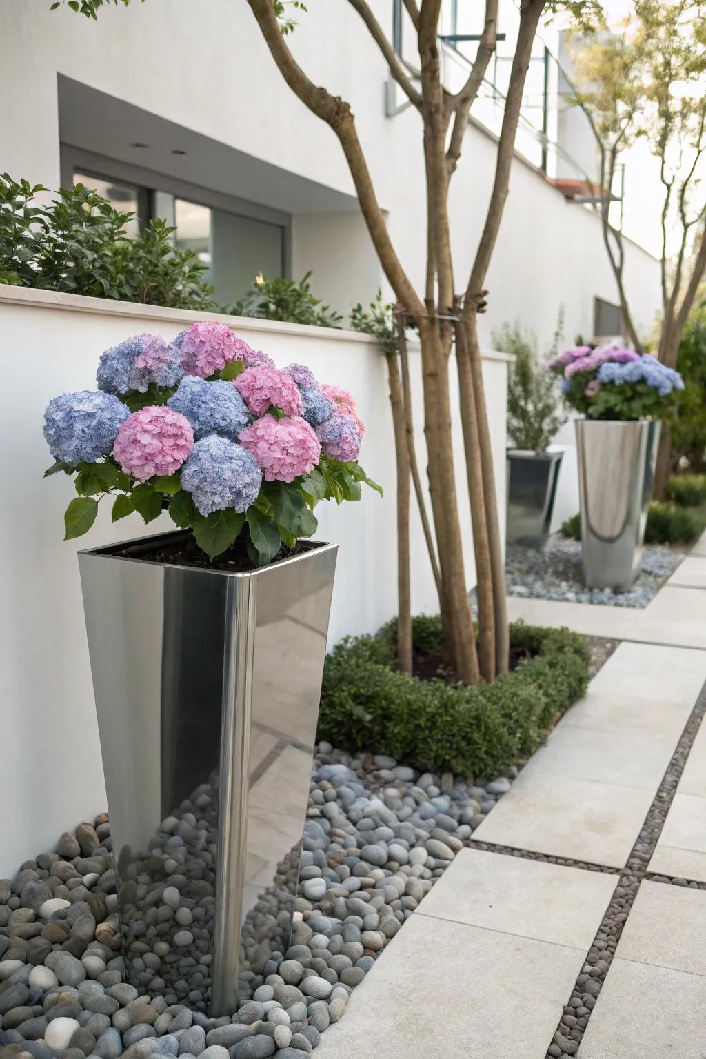 Modern planters provide a clean backdrop for the vibrant beauty of hydrangeas.