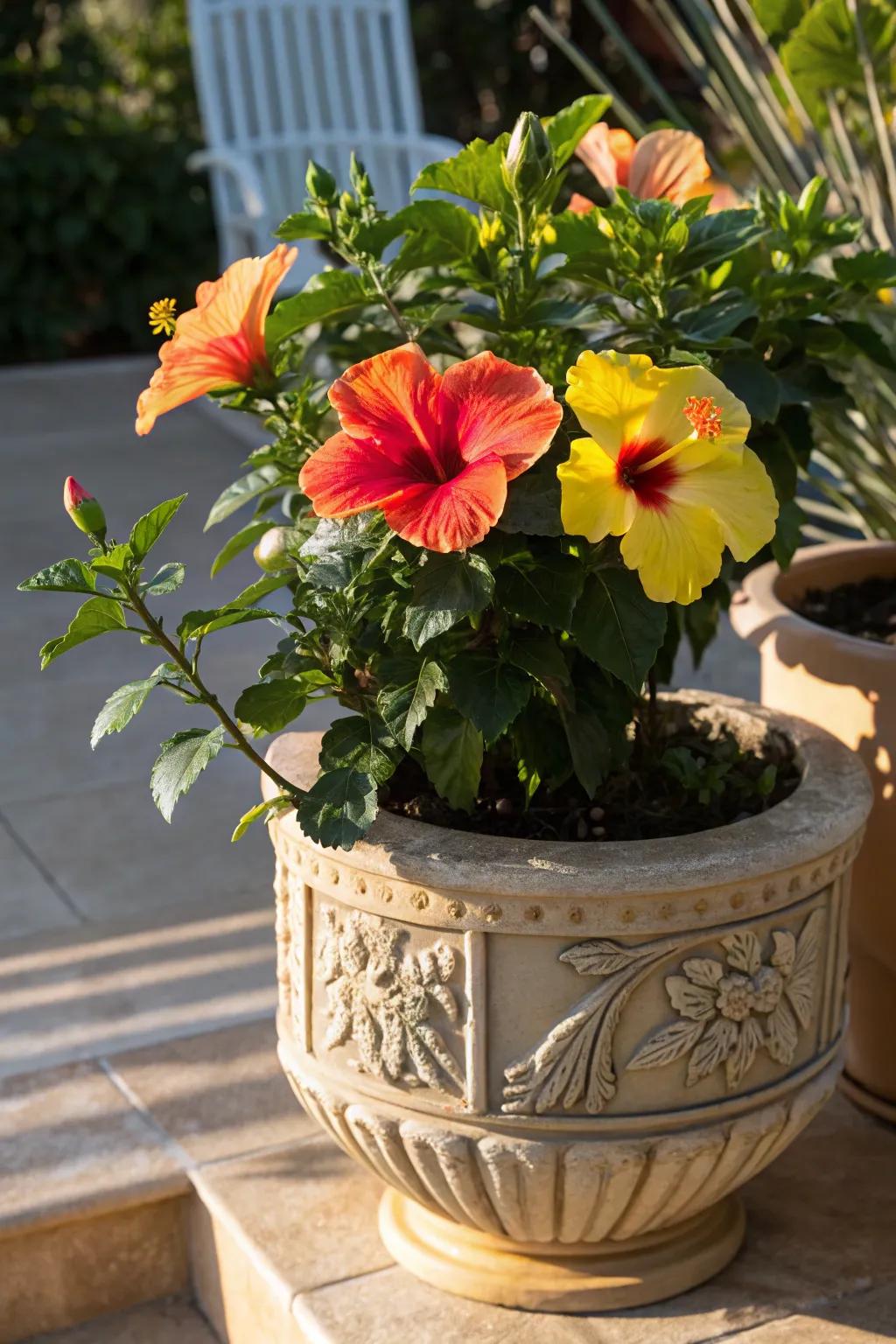 Hibiscus blooms bring tropical color to sunny spots.