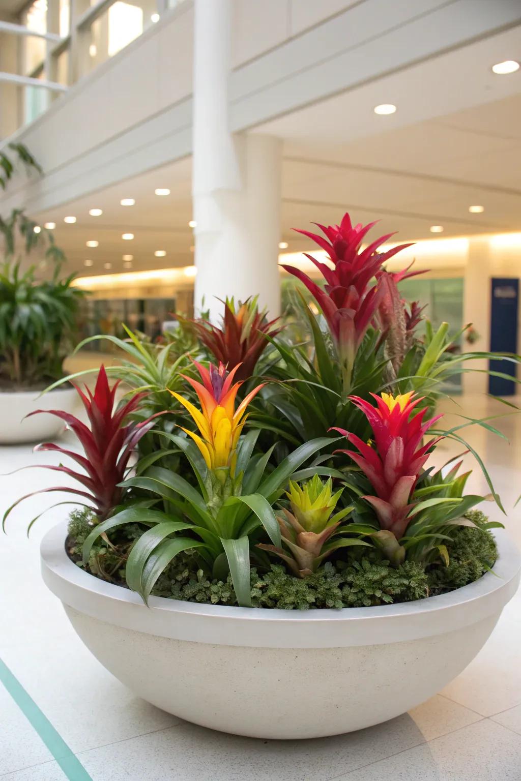 Bromeliads in shallow bowls provide a bold, colorful display.