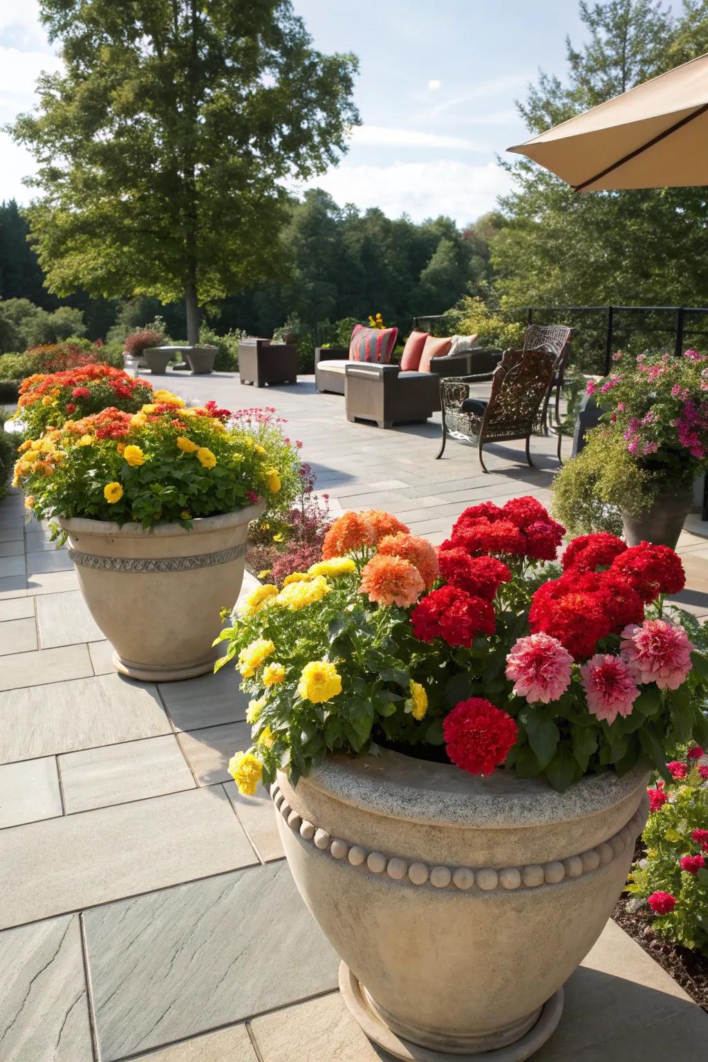Large planters with dahlias create a vibrant outdoor oasis.
