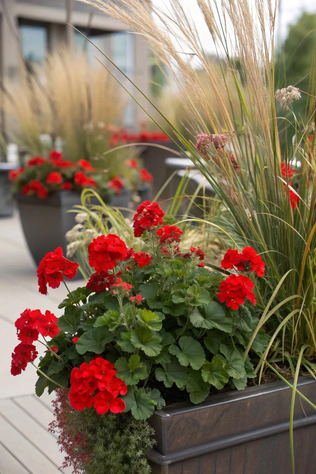Tall grasses add height and elegance to geranium displays.