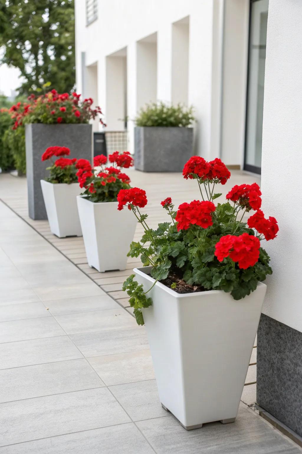 Monochrome planters offer a modern twist on traditional geranium displays.