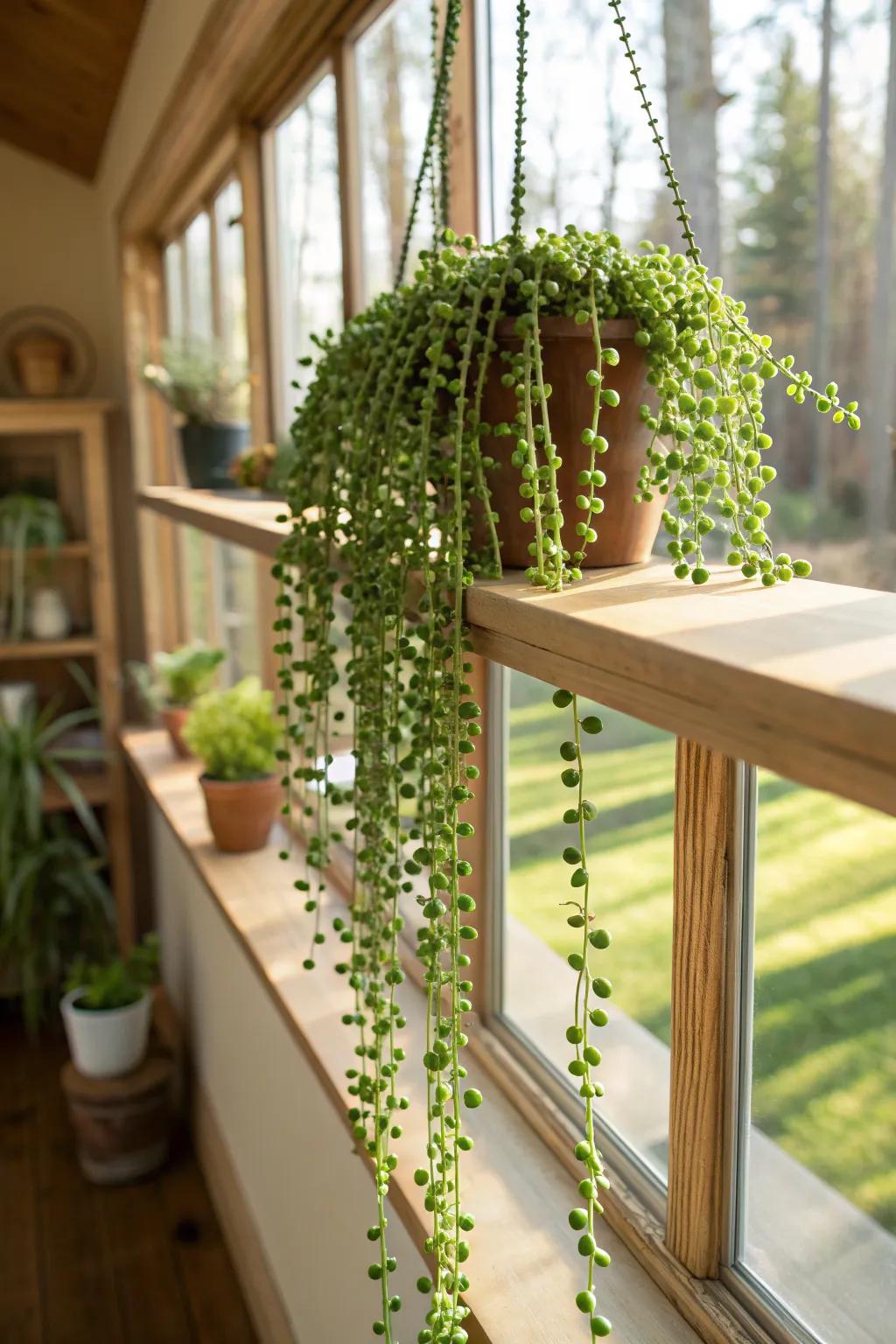 A String of Pearls plant adding whimsy and charm to a sunroom.