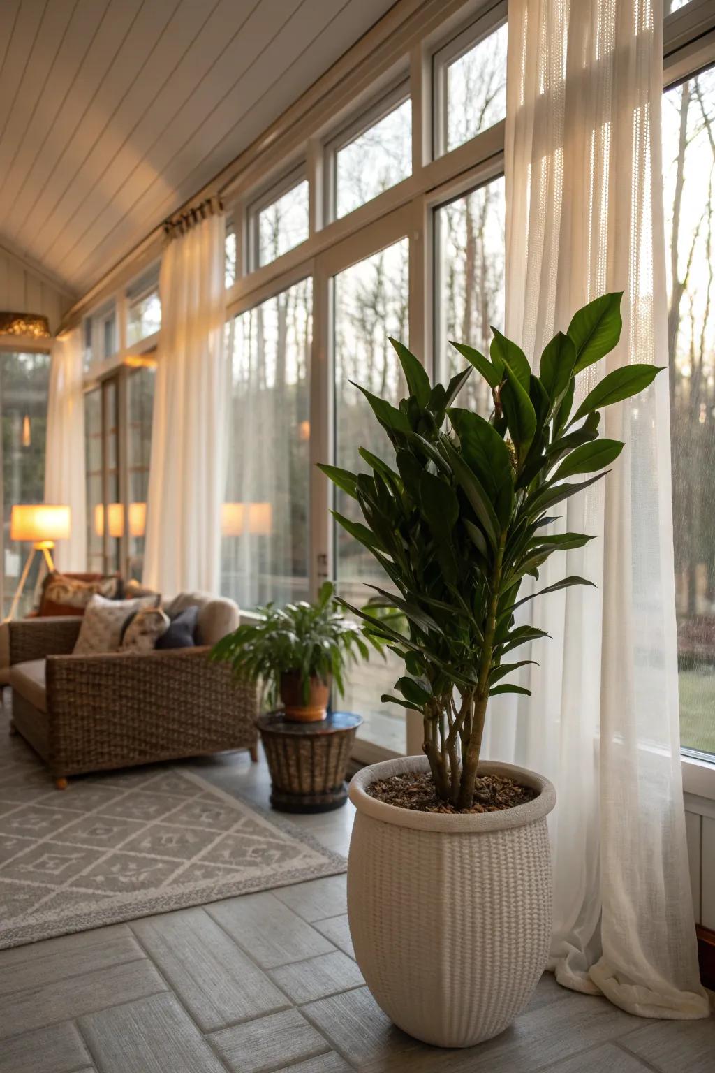 A ZZ plant adding simplicity and elegance to a sunroom.