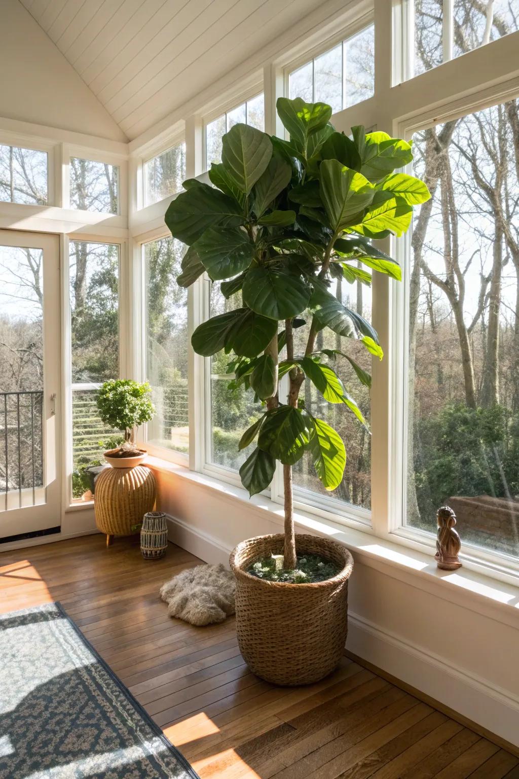 A Fiddle Leaf Fig making a grand statement in a sunroom.