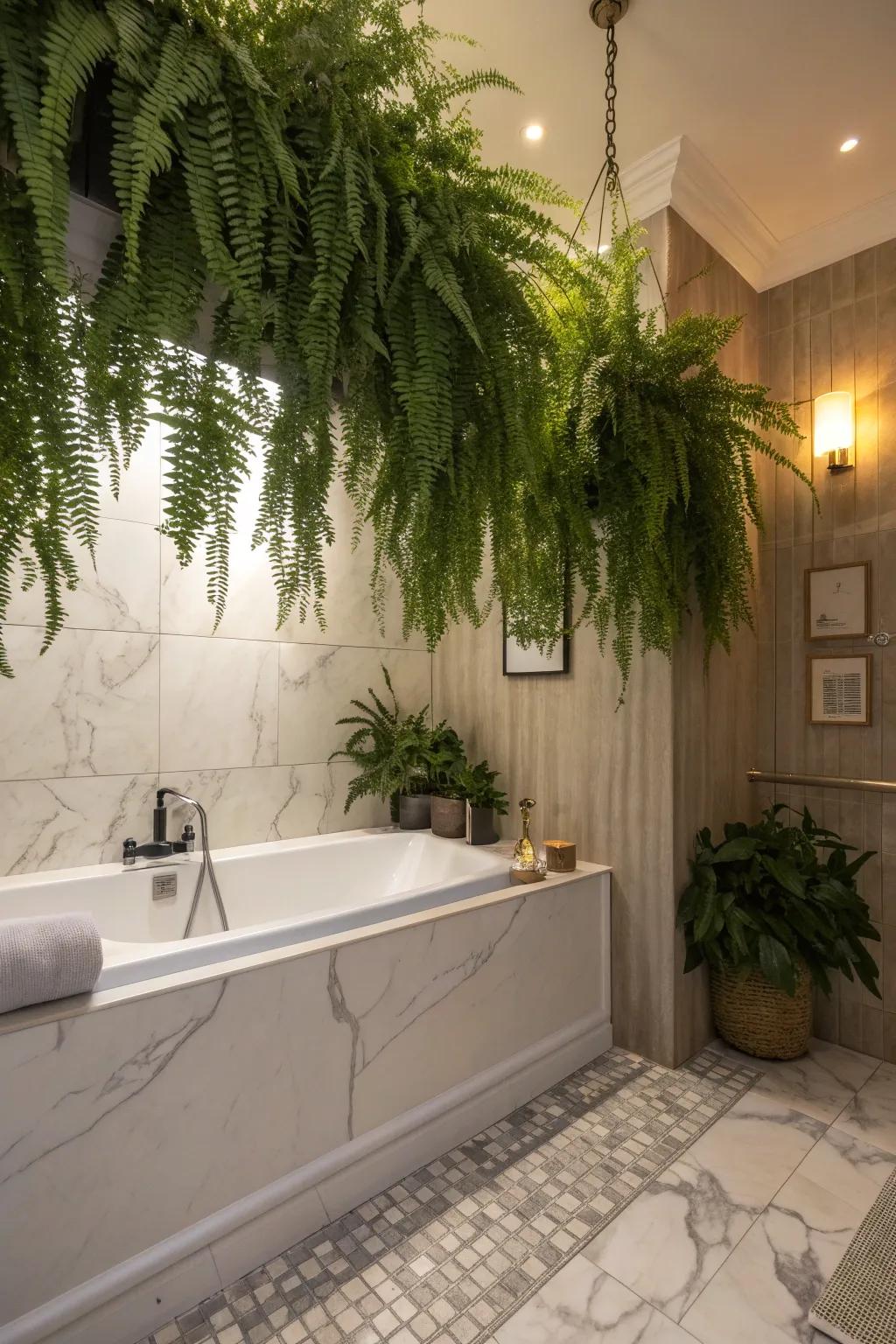 Ferns thrive in the humidity of a bathroom setting.