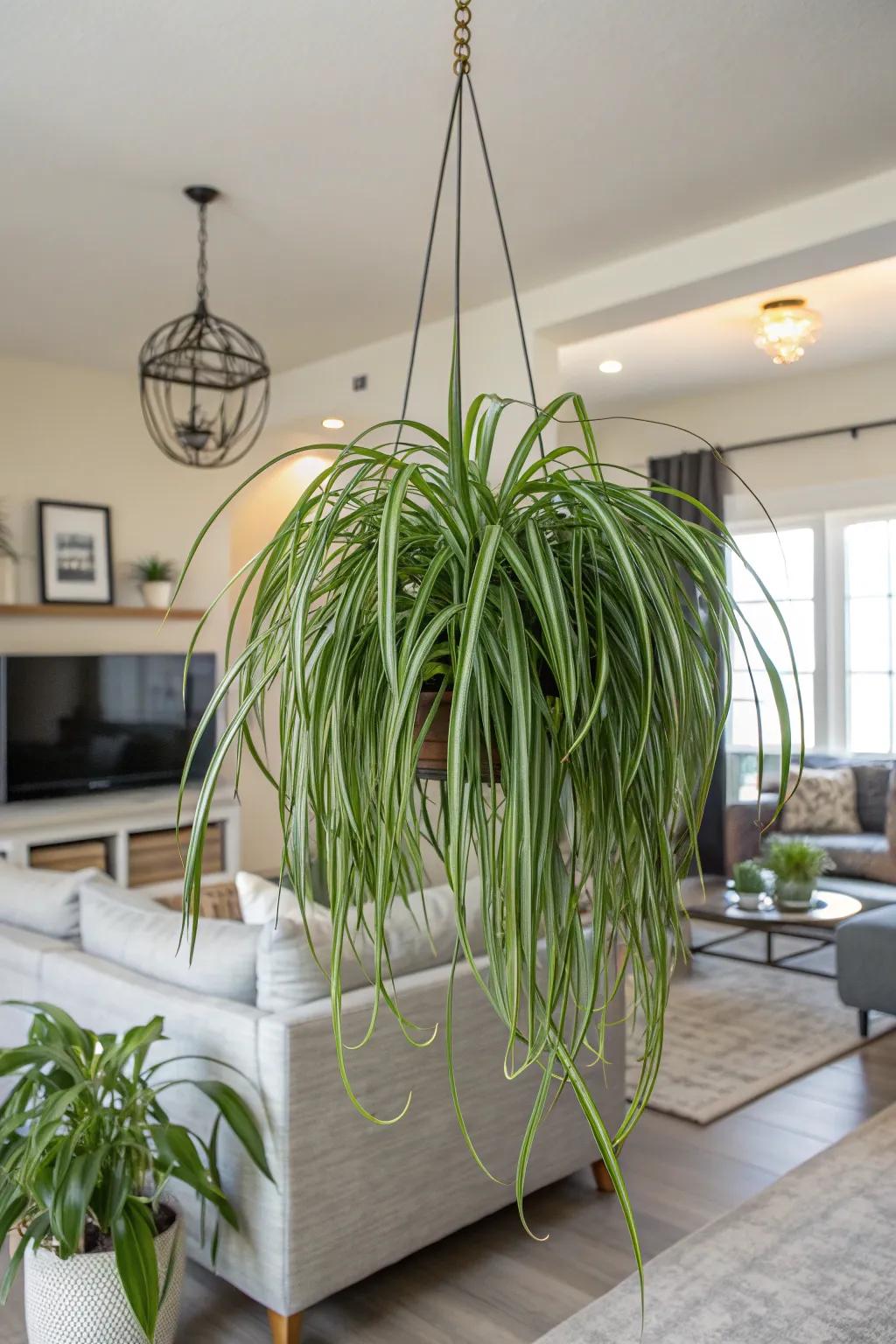 A hanging spider plant can be a striking focal point.