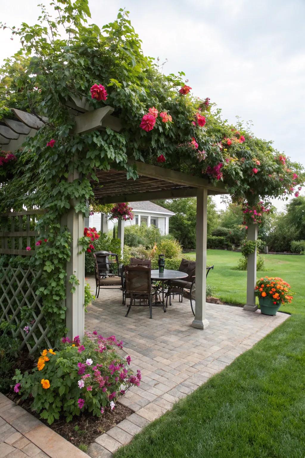 Mandevilla vines transform a pergola into a blooming oasis.
