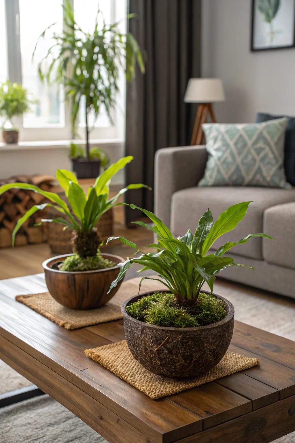 Kokedama plants elegantly perched in decorative bowls.