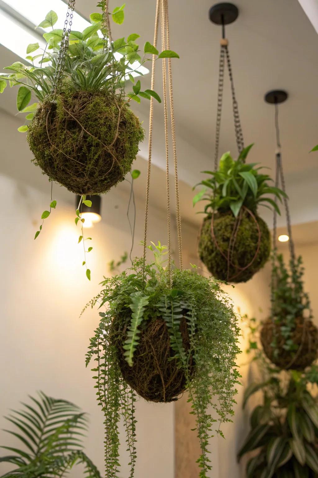 A captivating suspended kokedama garden in a cozy corner.