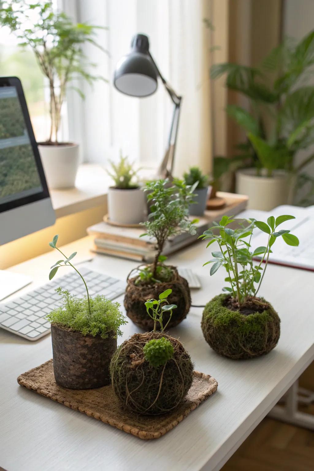 Miniature kokedama adding charm to a home office.