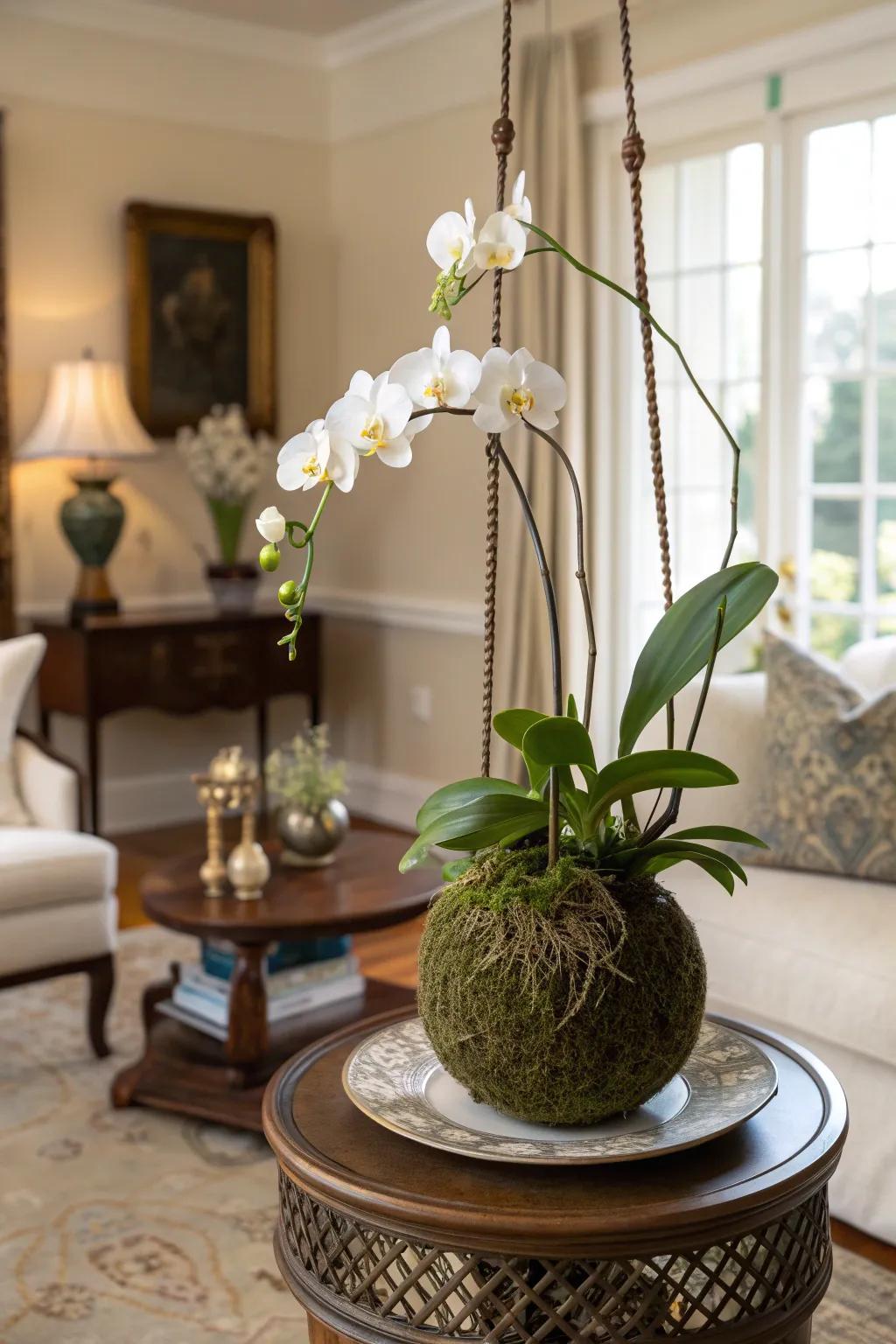 Orchid kokedama exuding elegance in home decor.