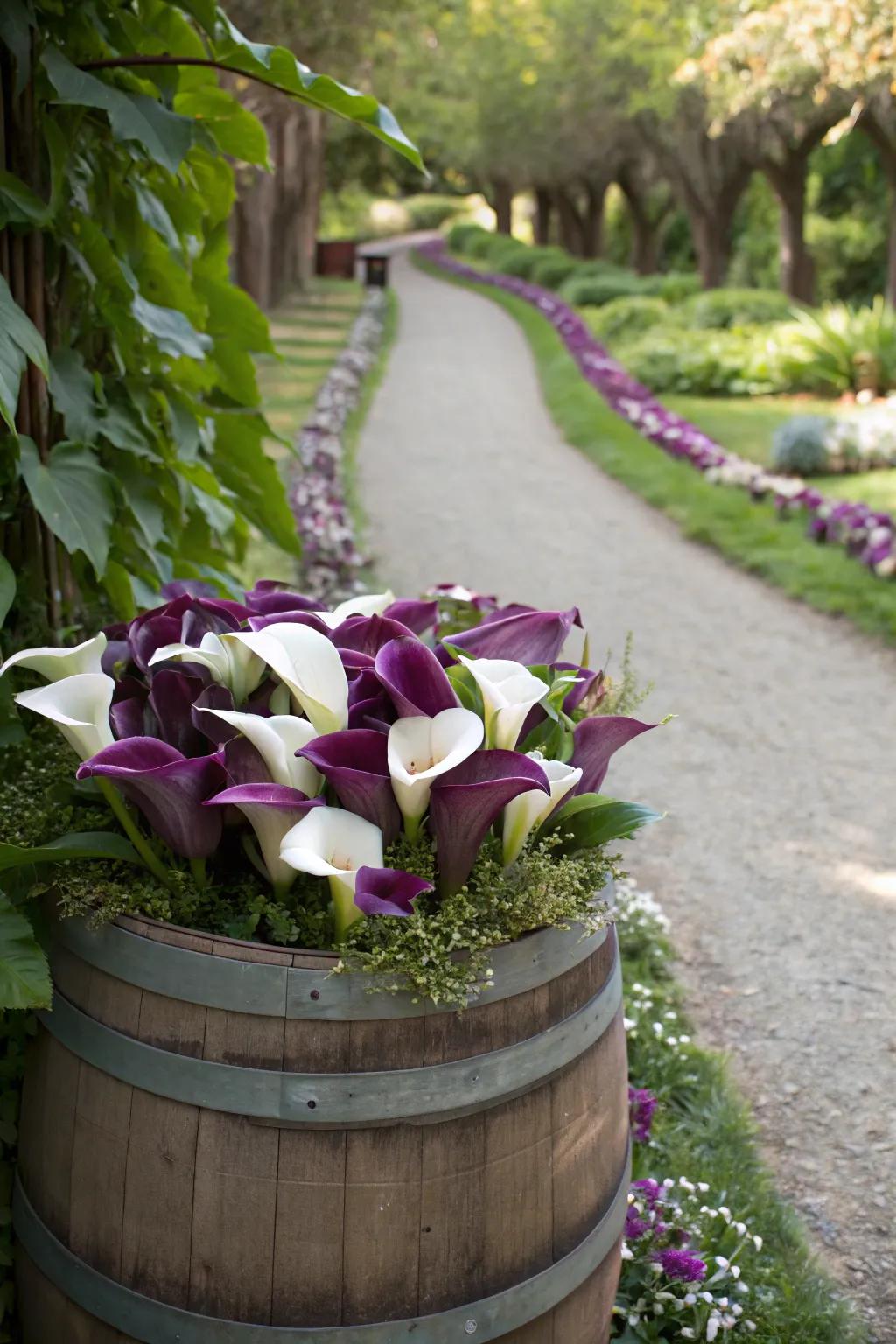 A rustic statement with calla lilies in a wine barrel.