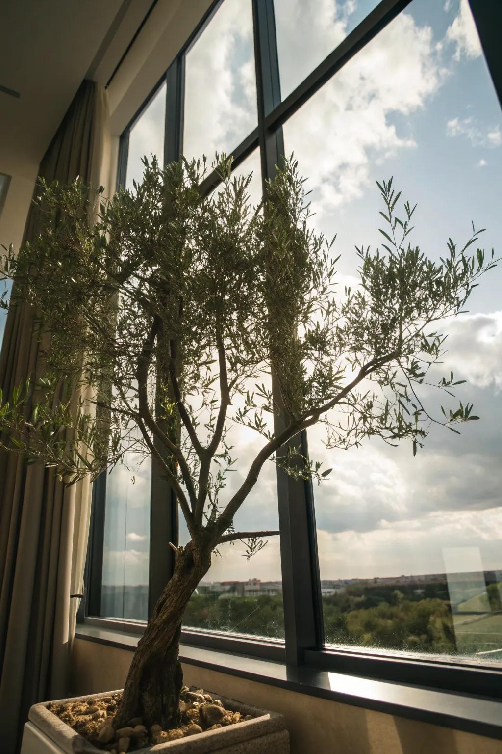 Natural light enhances the beauty of an olive tree near a window.