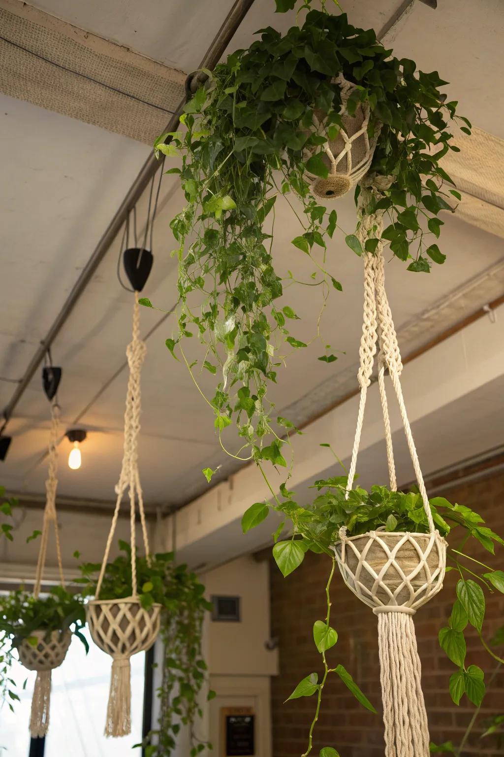 Turn your basement ceiling into a hanging garden with cascading greenery.