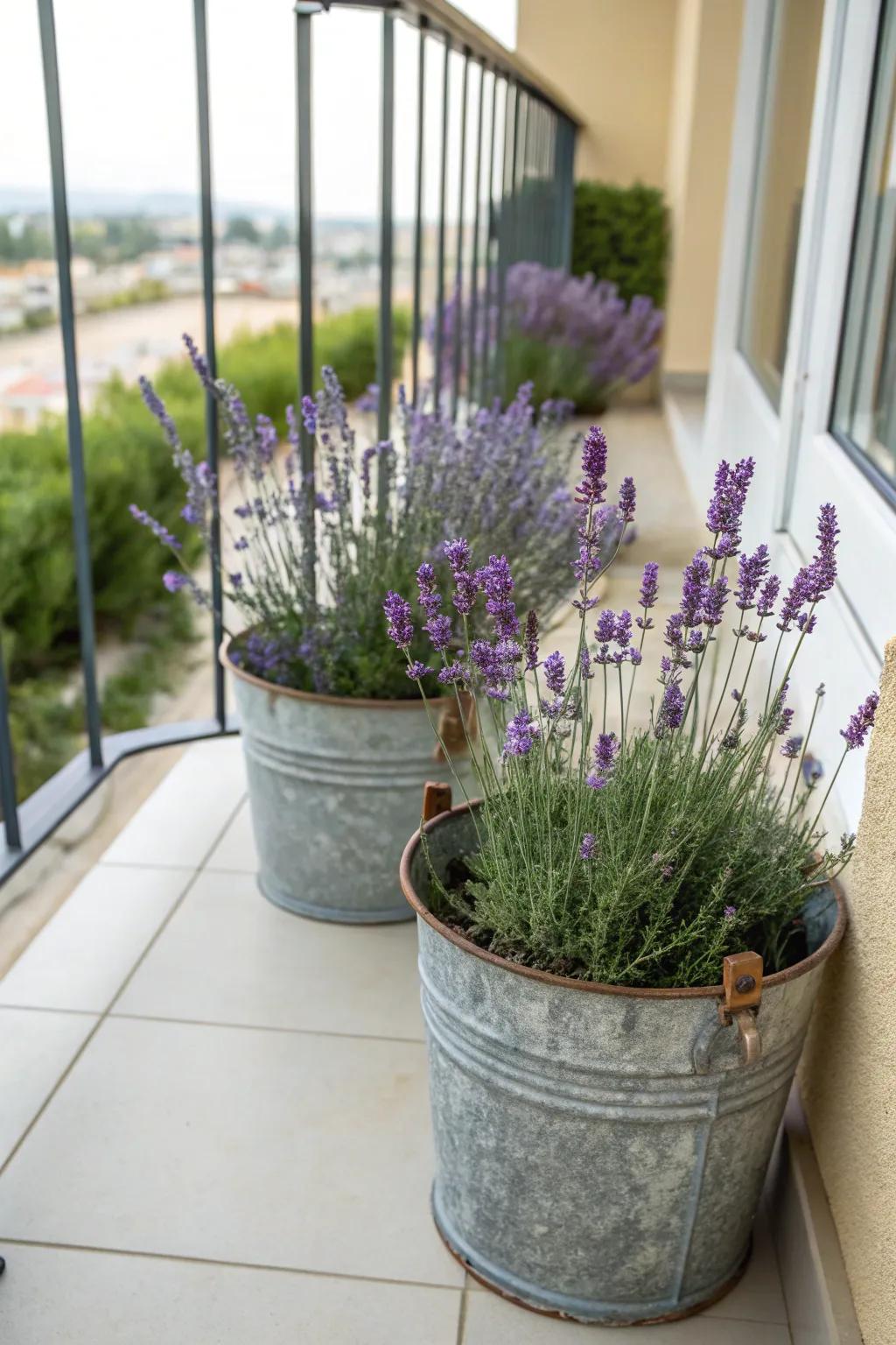 Turn back time with lavender in vintage metal buckets.