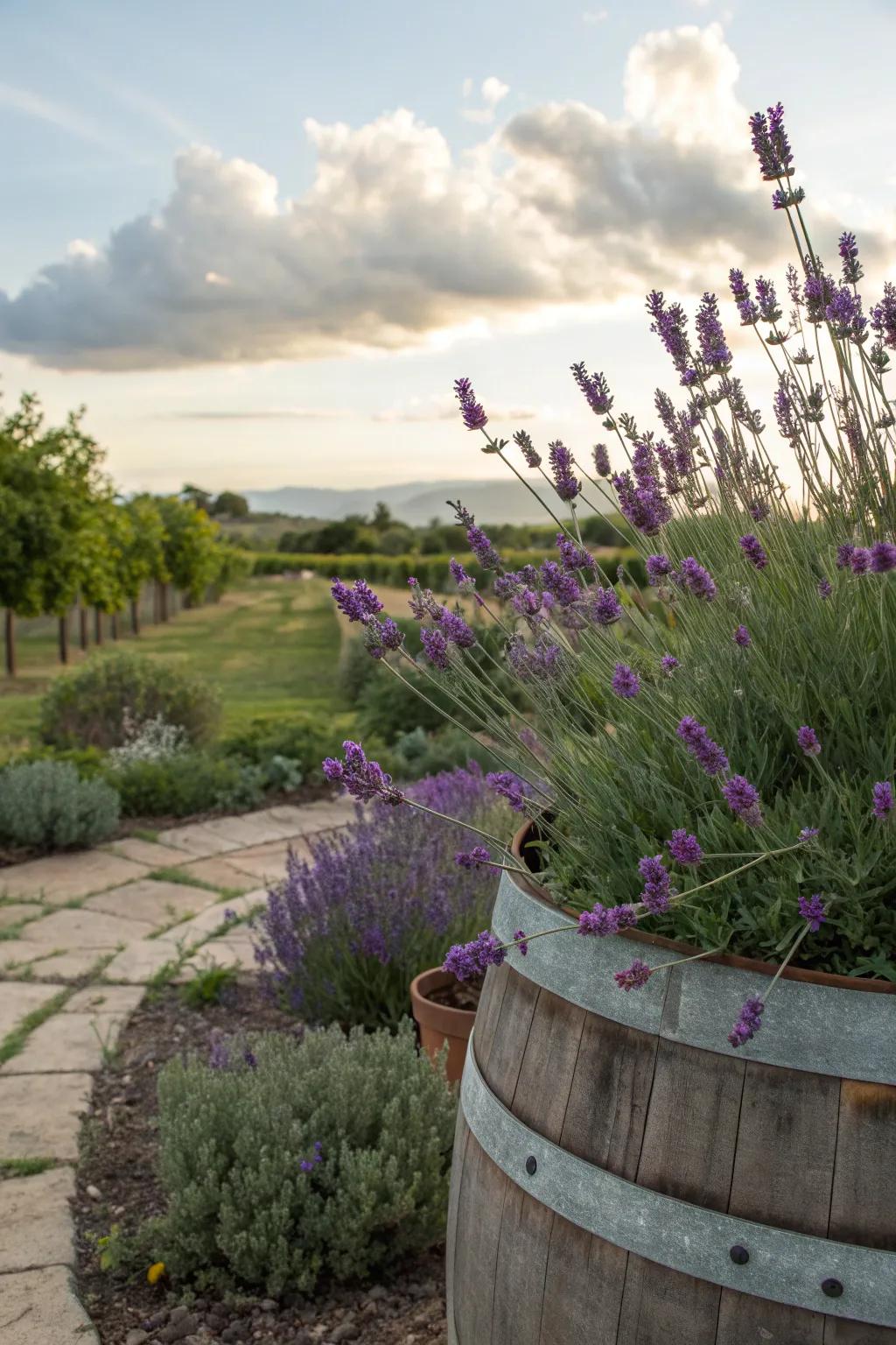 Rustic elegance with recycled wine barrel lavender planters.