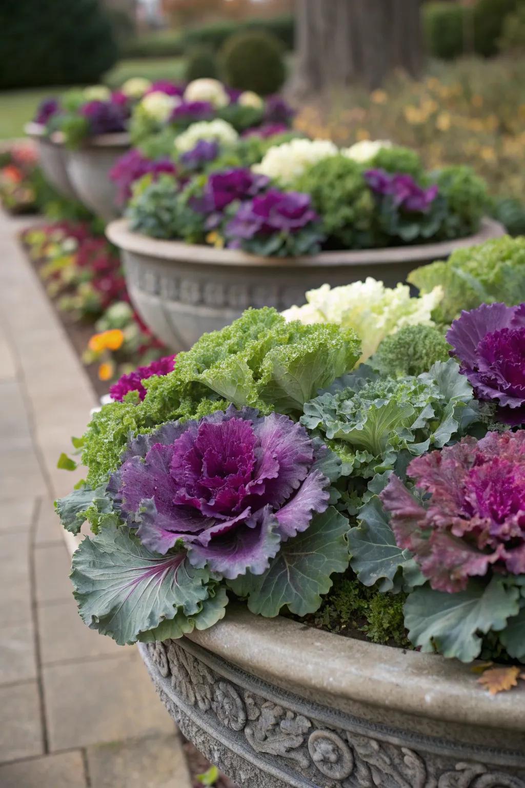 Ornamental kale and cabbage bring bold texture and color to fall arrangements.