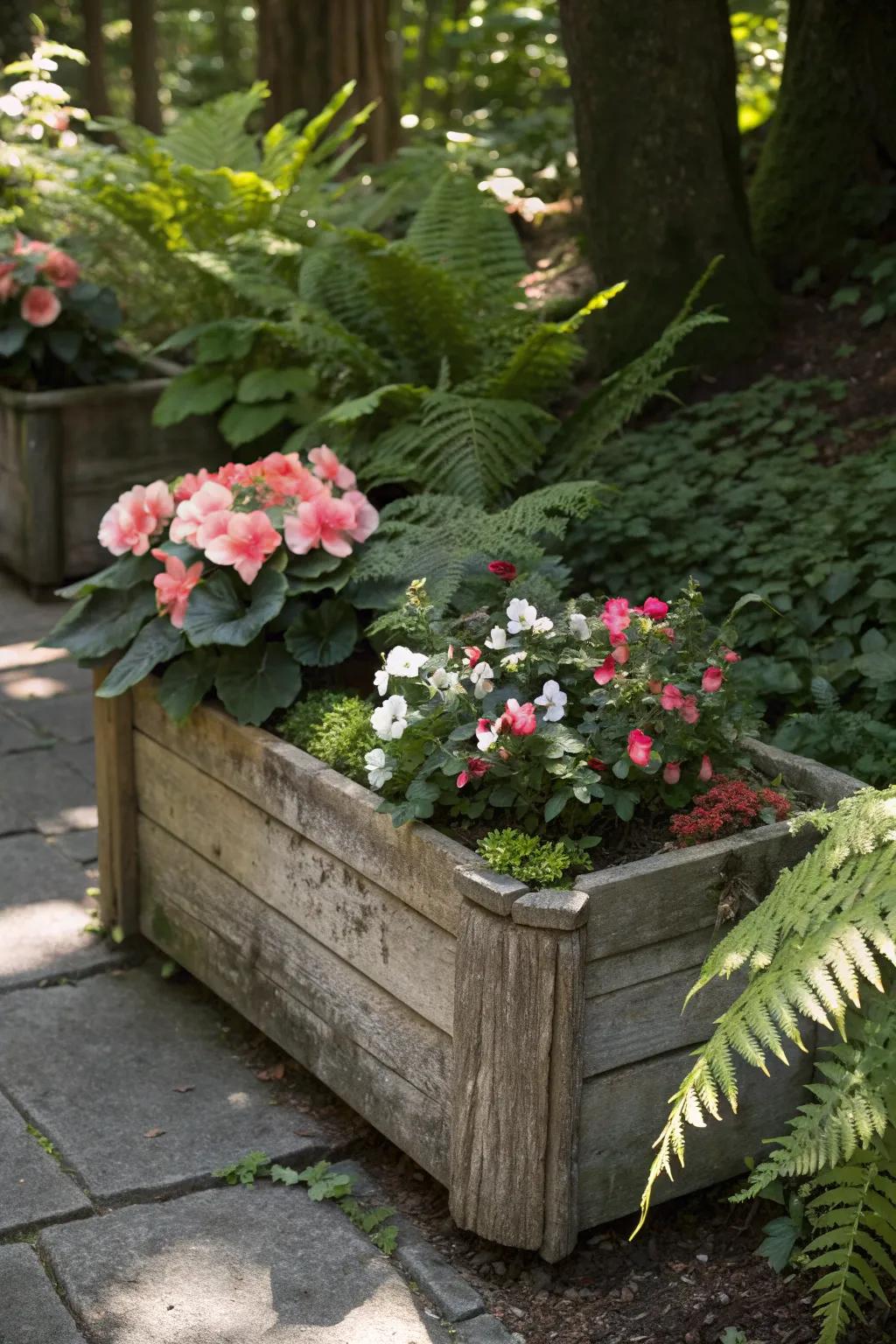 Begonias and ferns thriving in a shady wooden planter box.