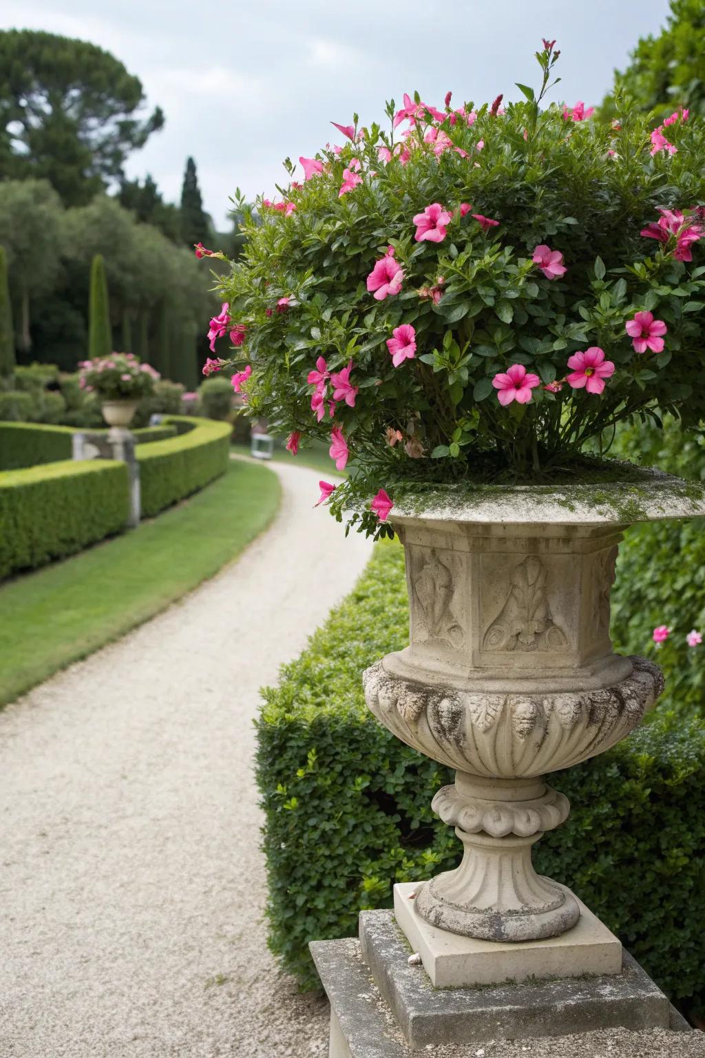 Urn-style planters bring sophistication to mandevilla displays.
