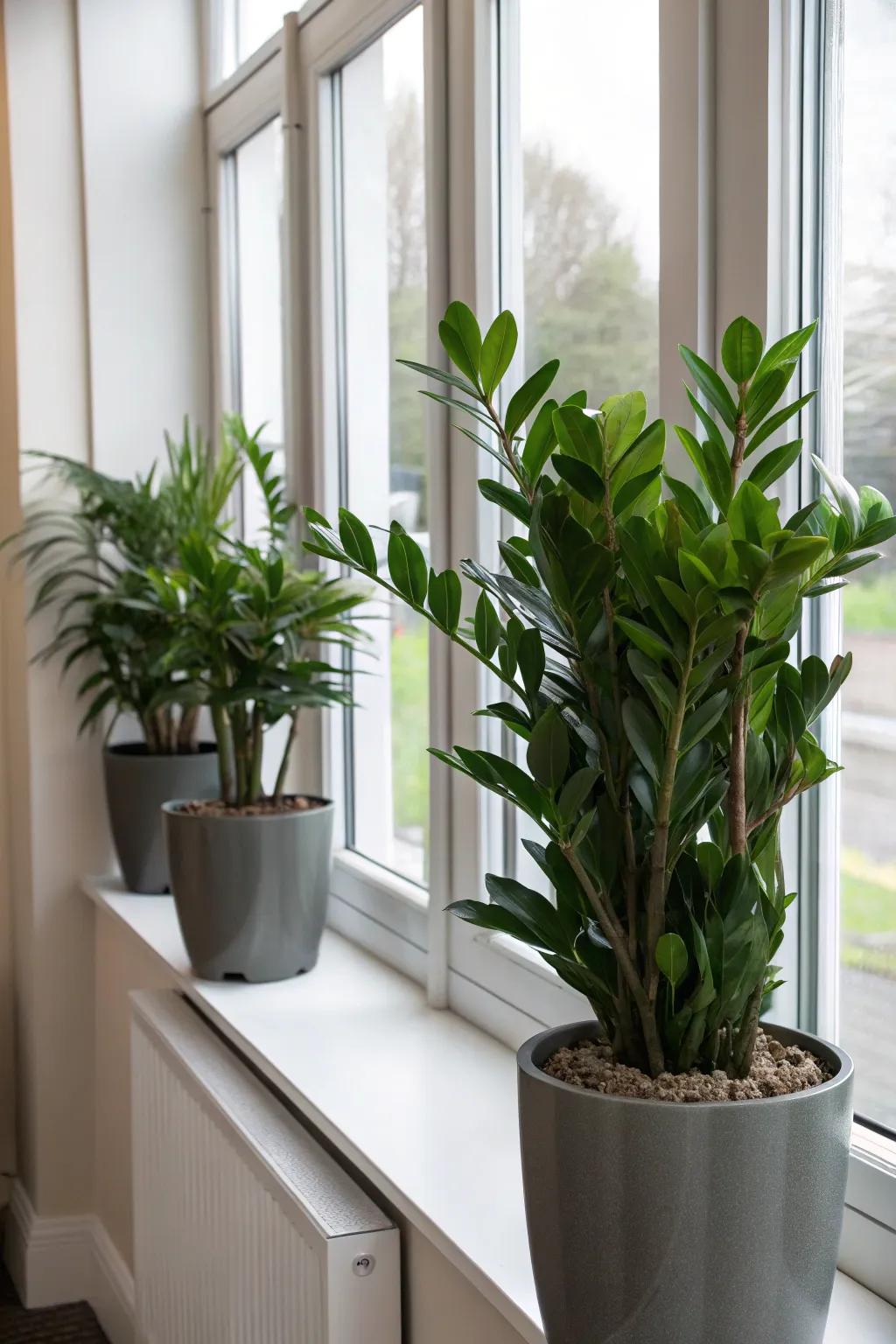 ZZ plants add an elegant, low-maintenance touch to a bay window.