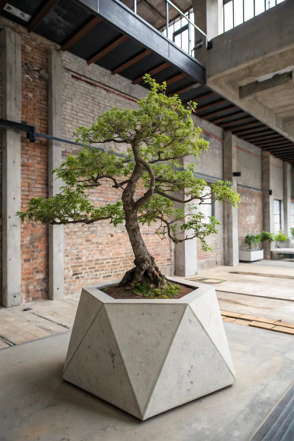 A bonsai tree displayed on a geometric concrete base, adding industrial chic.