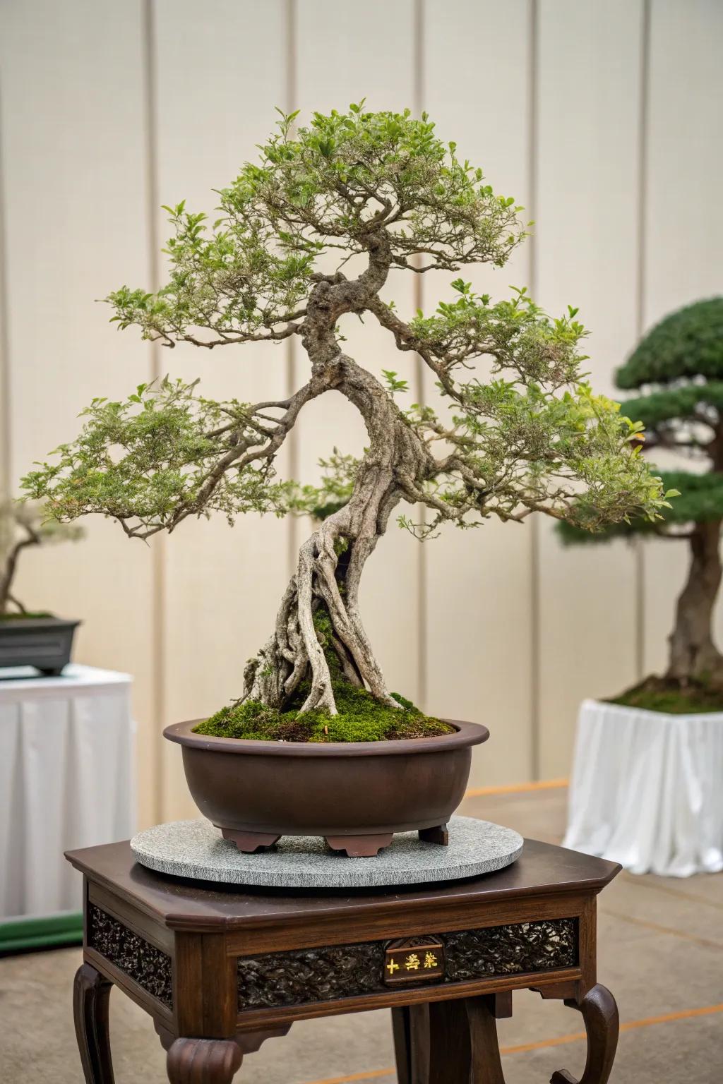 A custom sculpted stand providing a unique display for a bonsai tree.