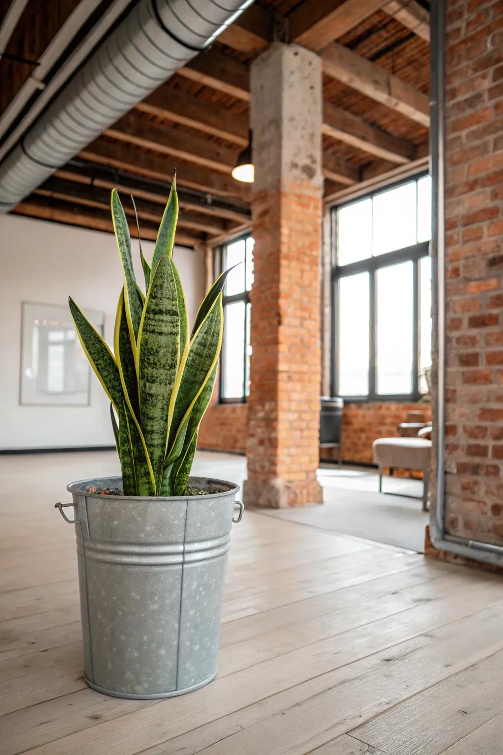 Metal buckets add a touch of industrial chic to your decor.