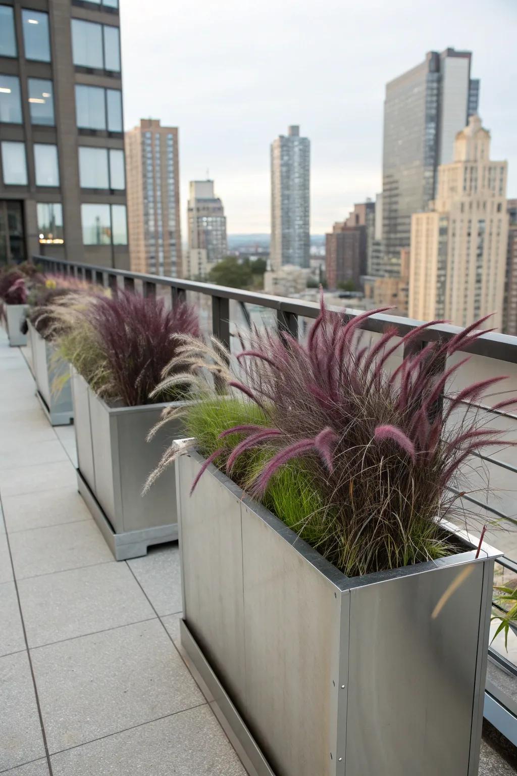 Sleek metal containers offer a modern touch to purple fountain grass.