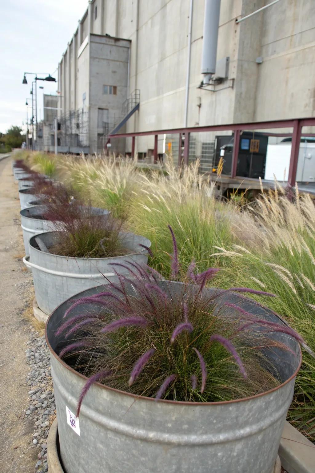 Repurposed metal tubs bring an industrial edge to purple fountain grass.